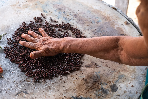 chicatanas en oaxaca